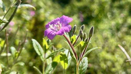 Harig wilgenroosje Plant van de week Flora van Nederland soort