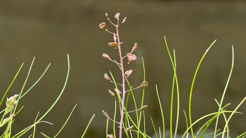 Herderstasje Flora van Nederland soort