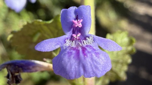 Hondsdraf Plant an de week Flora van Nederland NIBI april