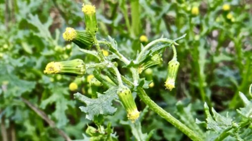 Planten op school Flora van Nederland NIBI Klein kruiskruid