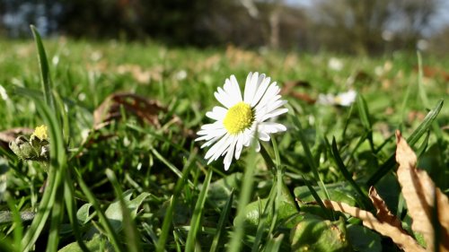 Madeliefje Flora van Nederland NIBI planten op school Madeliefje
