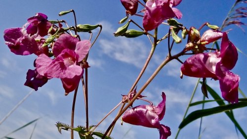 Planten op school Flora van Nederland NIBI Reuzenbalsemien