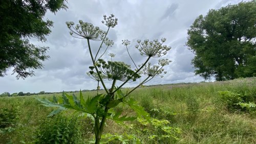 Reuzenberenklauw Flora van Nederland NIBI Plant van de week