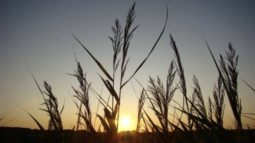 Riet Flora van Nederland Planten op school