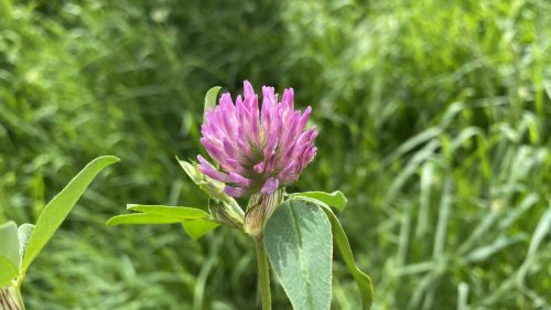 Planten op school Rode klaver Flora van Nederland NIBI