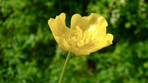 Scherpe boterbloem planten op school Flora van Nederland NIBI