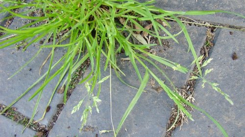 Planten op school Flora van Nederland NIBI Straatgras