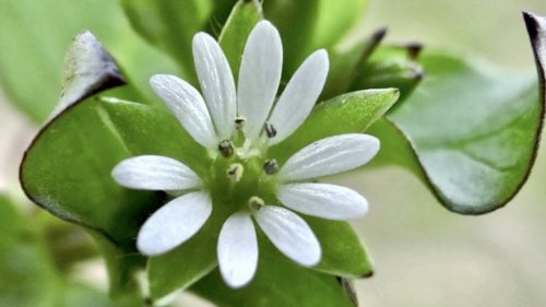 Vogelmuur Planten op school Flora van Nederland NIBI