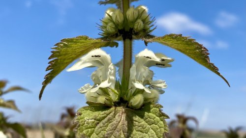 Planten op school Flora van Nederland NIBI Witte dovenetel