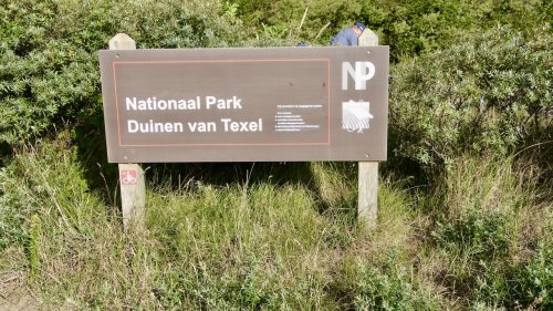 Planten in duinen Flora van Nederland Waddeneilanden