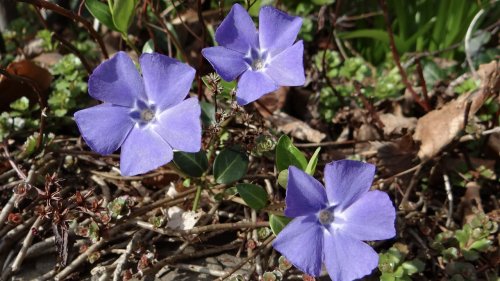 Planten determineren Flora van Nederland