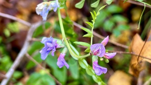 Heggenwikke Flora van Nederland