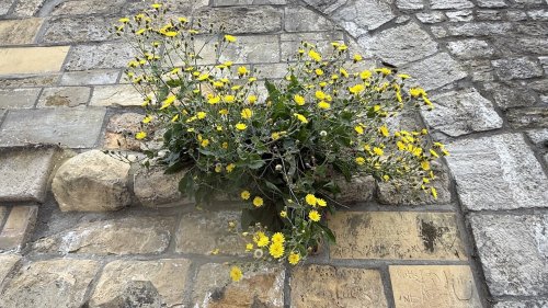 Stengelomvattend havikskruid op muur Flora van Nederland