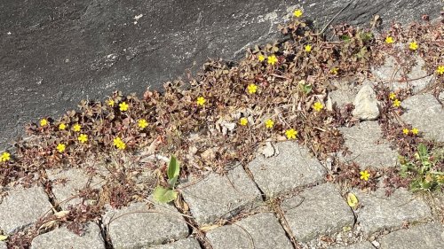Gehoornde klaverzuring Flora van Nederland stoepplant