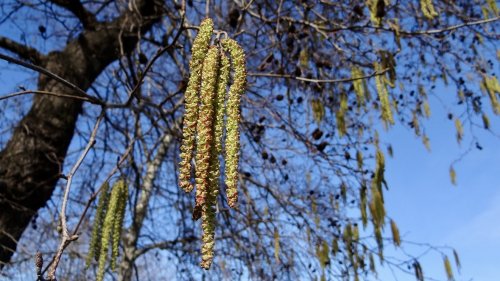 Katjes van Elzen Flora van Nederland