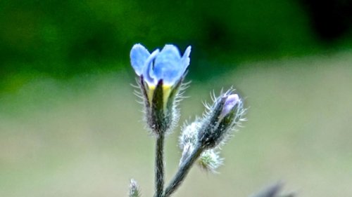 Primitieve Asteriden leren herkennen Flora van Nederland