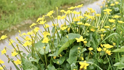 Ranonkelachtigen leren herkennen Flora van Nederland