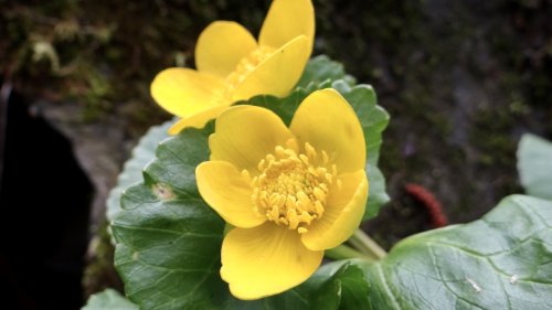 Dotterbloem Ranonkelfamilie Flora van Nederland