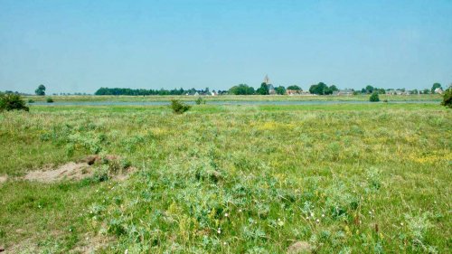 Rivierduingrasland Flora van Nederland Vreugderijkerwaard