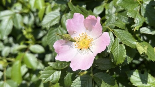 Hondsroos Flora van Nederland Flora les rozen herkennen