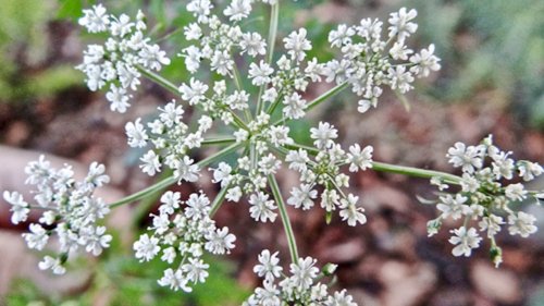 Schermbloemachtigen leren herkennen Flora van Nederland