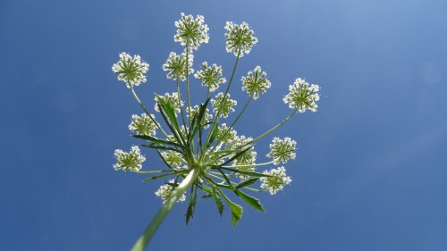 Fluitenkruid Flora van Nederland