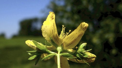 Sint Janskruid Flora van Nederland 2023