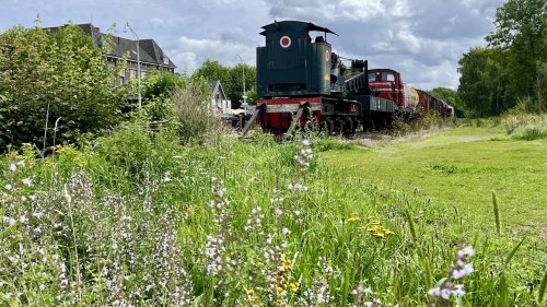 Flora van Nederland Spoorwegbotanie Miljoenenlijn