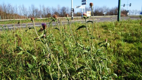 Centaurea jacea (1)