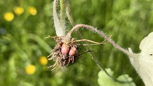Knolsteenbreek Flora van Nederland familie