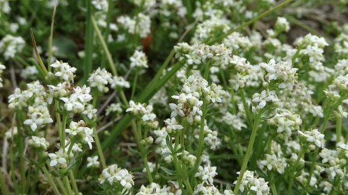 Familie Sterbladigen Flora van Nederland 2023