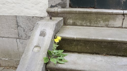 Stoepplanten Flora van Nederland