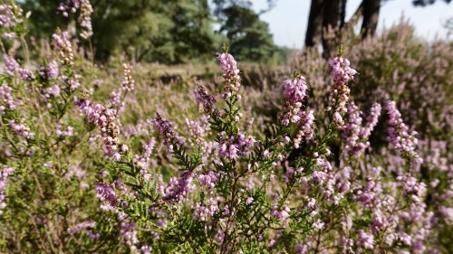 Heide gemeenschap Flora van Nederland planten