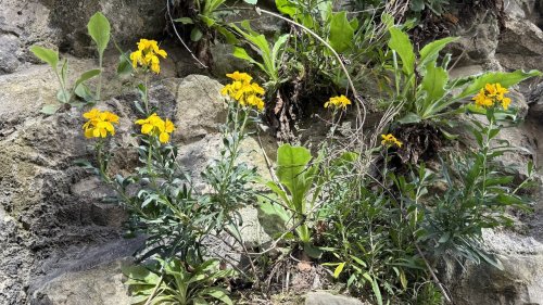 Muurbloem plantengemeenschap Flora van Nederland Maastricht