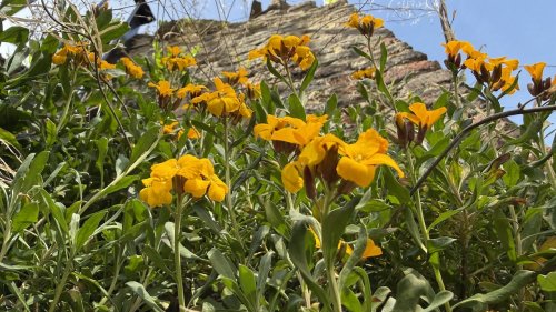 Muurbloemen Maastricht Jekerkwartier Flora van Nederland