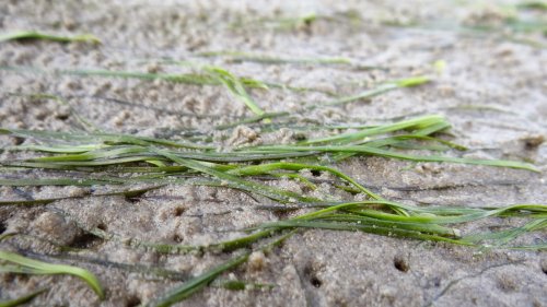 Zostera noltei