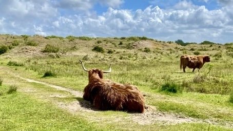 begrazing in de Duinen van Voorne