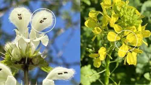 Flora van Nederland Tweemachtige en Viermachtige bloemen