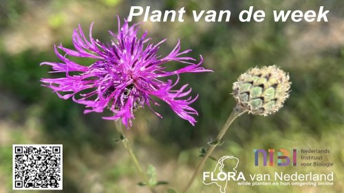 Van plantenblindheid naar plantenbewustzijn met flora van Nederland