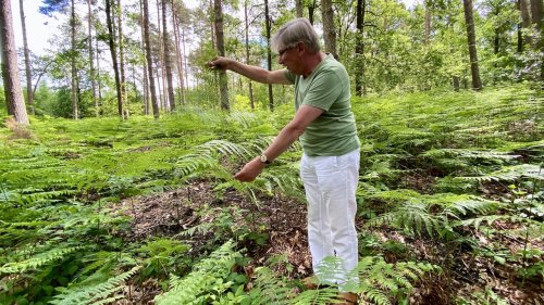 Maurice Martens van Flora van Nederland Varens en wolfsklauwen uitgelicht