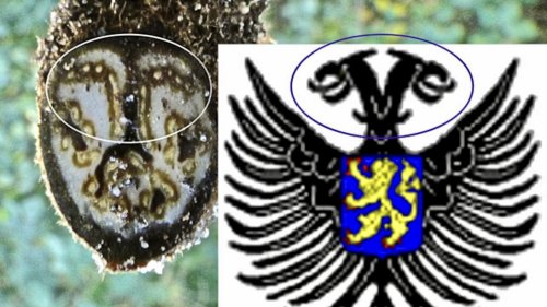 Varens vergelijken Flora van Nederland