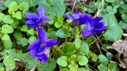 Maarts viooltje  Flora van Nederland soorten vergelijken