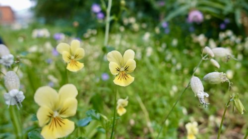 Zink viooltje Flora van Nederland viooltjes vergelijken