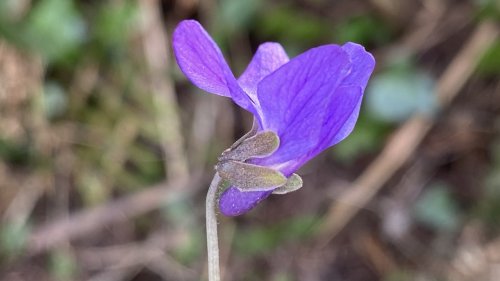 Viooltjes Flora van Nederland families