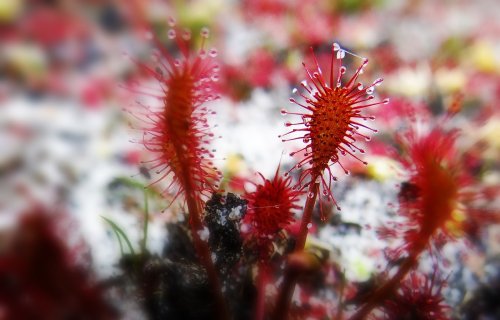 drosera