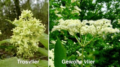 Vlieren vergelijken Flora van Nederland