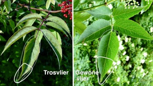 Vlieren vergelijken Flora van Nederland