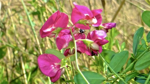Vlinderbloemachtigen leren herkennen Flora van Nederland
