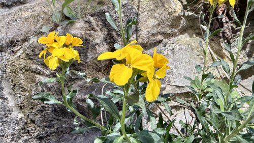 Muurbloem wandeling Maastricht
