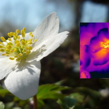 Bosanemoon warmtebeeld Arno Vlooswijk